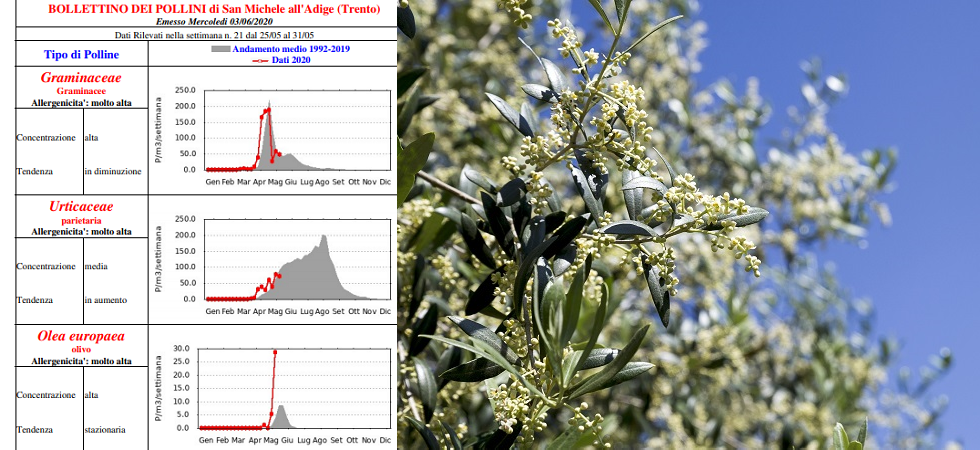 Bollettino pollini: alte concentrazioni di olivo e graminacee